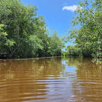 Seatrees Plus Climate