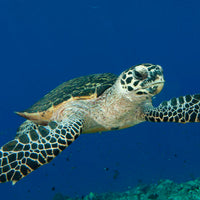 Mangroves Plus Biodiveristy