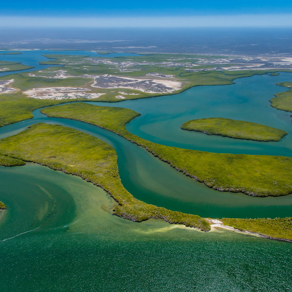 Plant Mangroves in Baja