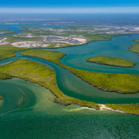 Plant Mangroves in Baja
