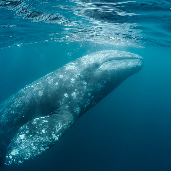 Plant Mangroves in Baja