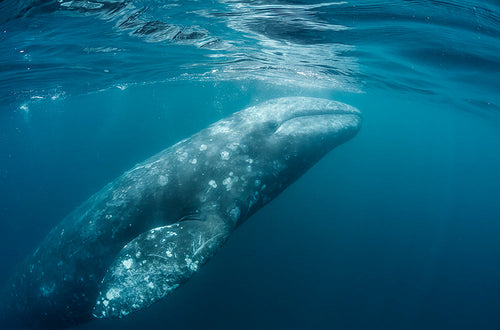 Plant Seatrees with WaterWays Travel