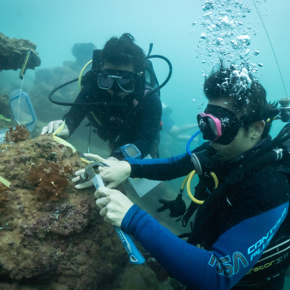Plant Coral in Costa Rica