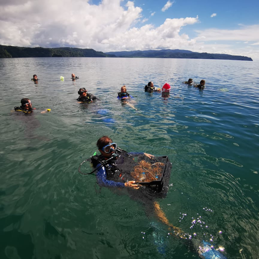 Plant Coral in Costa Rica