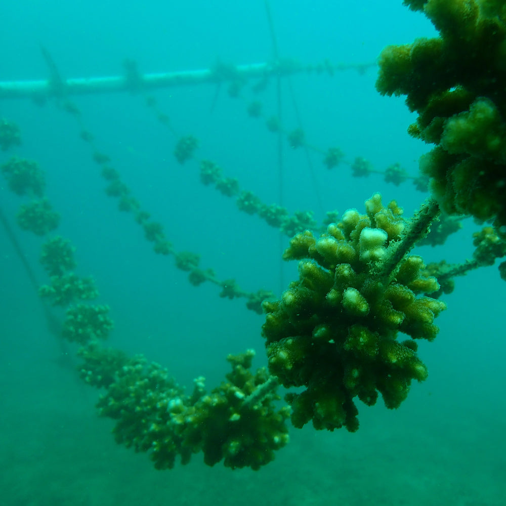 Plant Coral in Costa Rica