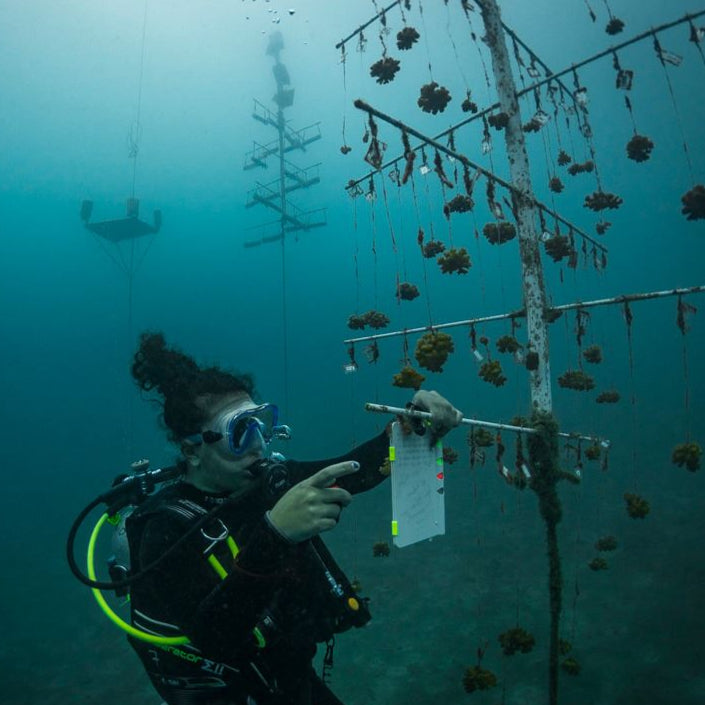 Plant Coral in Costa Rica