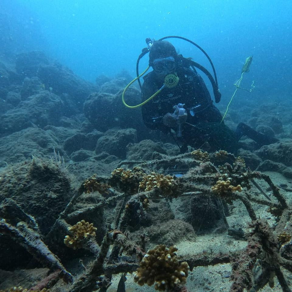 Plant Coral in Costa Rica