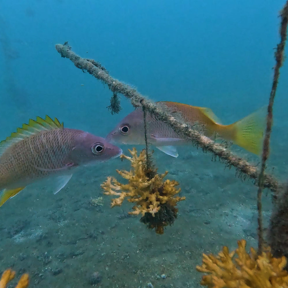 Plant Coral in Costa Rica
