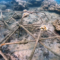 Plant Coral in Costa Rica