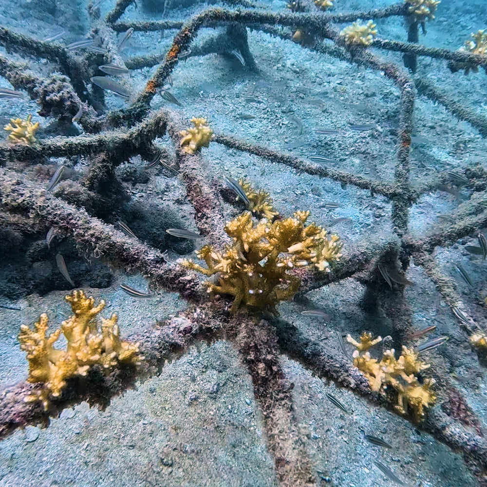 Plant Coral in Costa Rica