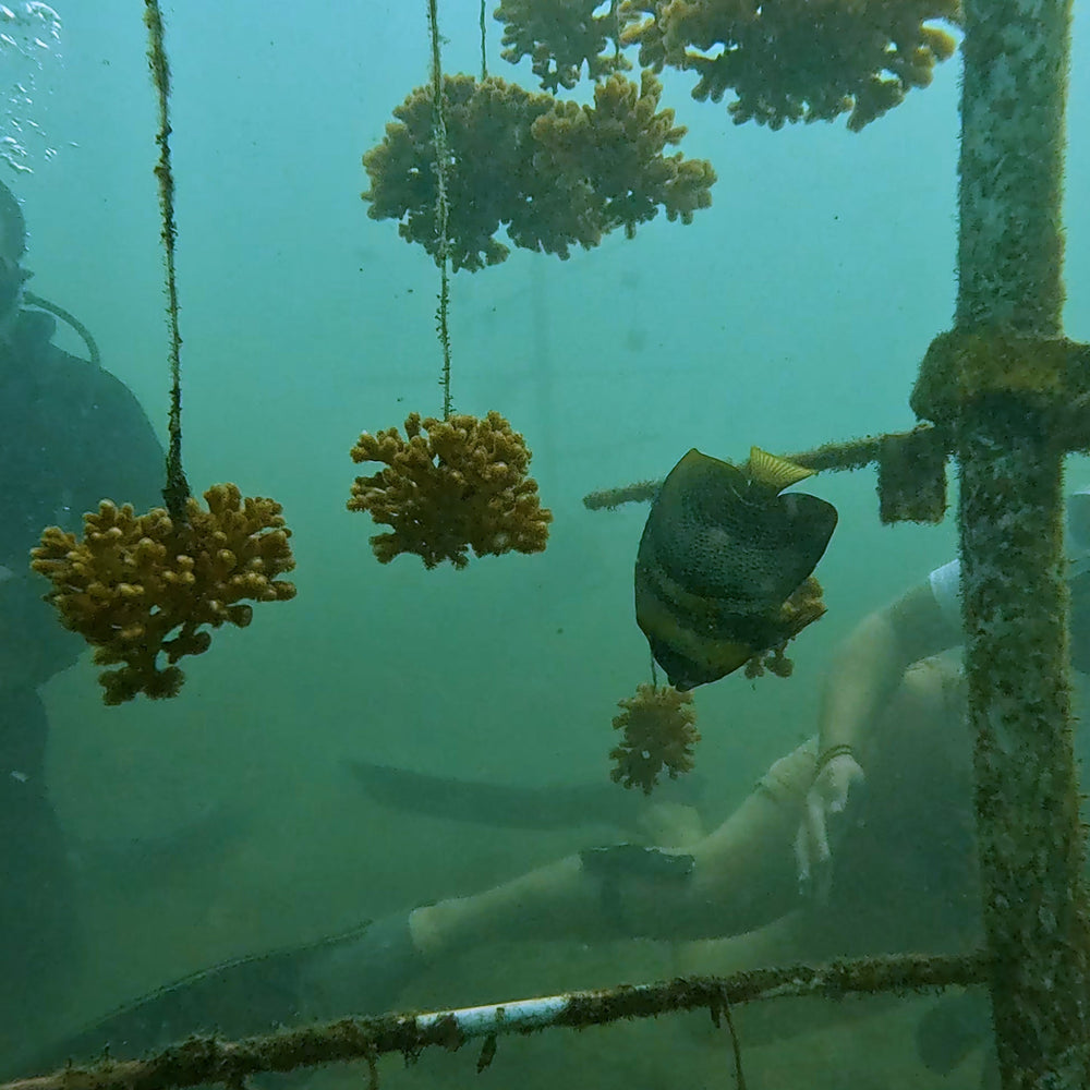 Plant Coral in Costa Rica