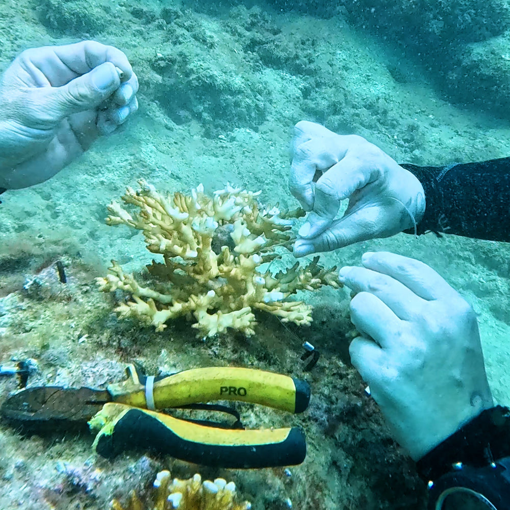 Plant Coral in Costa Rica