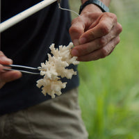 Plant Coral in Costa Rica