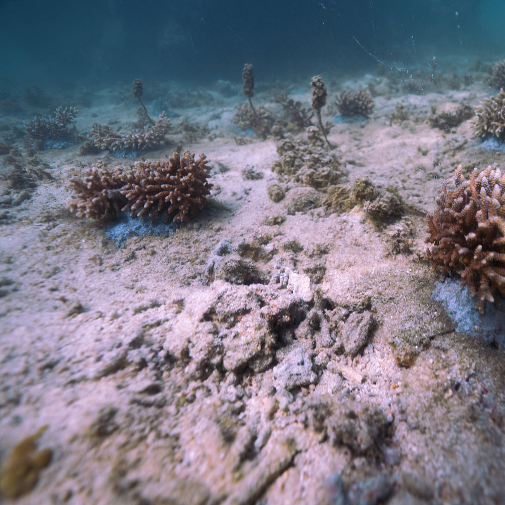 Plant Coral in Fiji