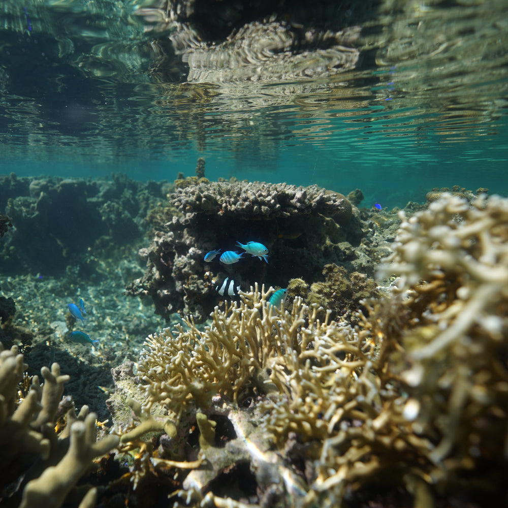Plant Coral in Fiji