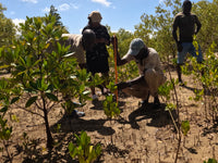 Subscribe to Plant Mangroves and Restore Biodiversity