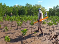 Subscribe to Plant Mangroves and Restore Biodiversity