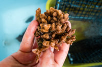 Plant Coral in Costa Rica