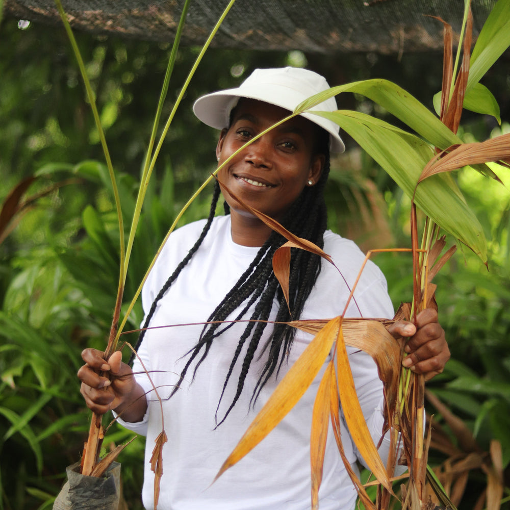 Seatrees Plus Climate