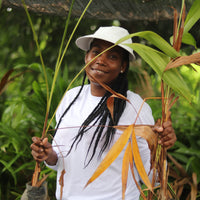 Seatrees Plus Climate