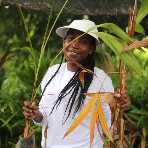 Seatrees Plus Climate