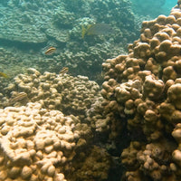 Plant Coral in Costa Rica