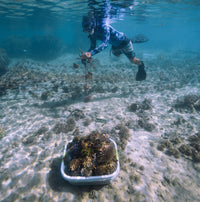 Subscribe to Plant Coral Seatrees in Fiji