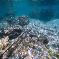 Plant Coral in Fiji