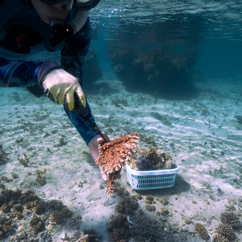 Plant Coral in Fiji
