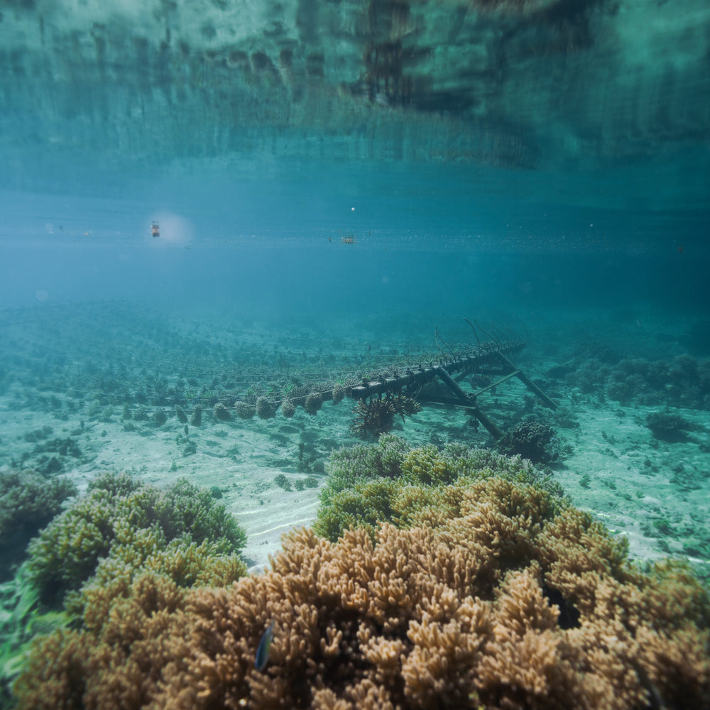 Plant Coral in Fiji
