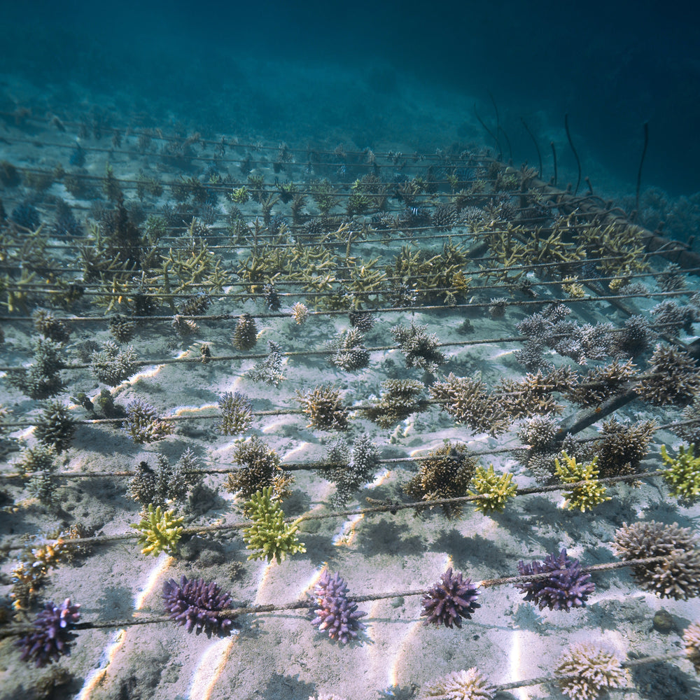 Plant Coral in Fiji