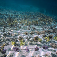 Plant Coral in Fiji
