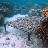 Plant Coral in Fiji