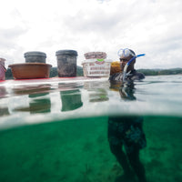 Plant Coral in Fiji