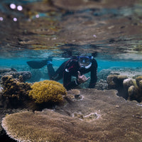 Subscribe to Plant Coral Seatrees in Fiji