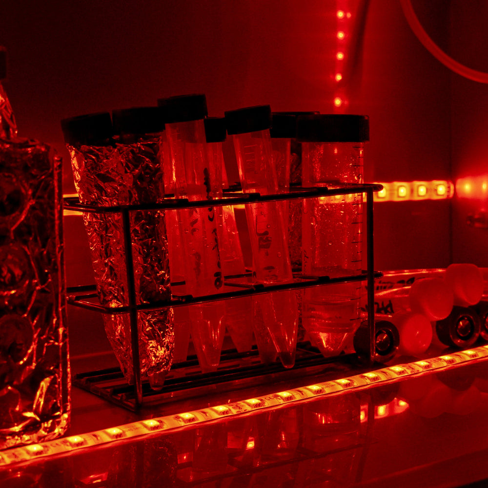 Grow a Kelp Seedling in Nazaré, Portugal