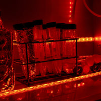 Grow a Kelp Seedling in Nazaré, Portugal