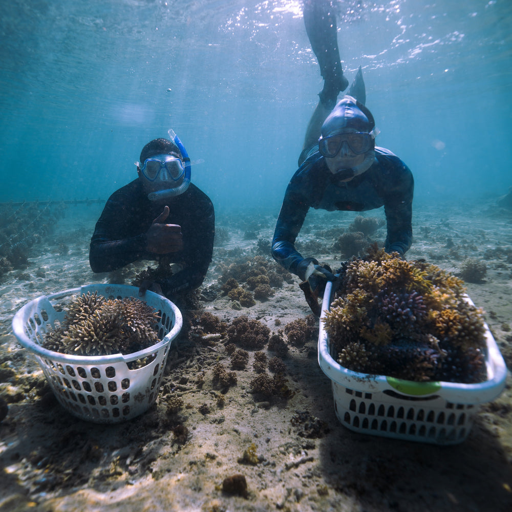 Plant Coral in Fiji