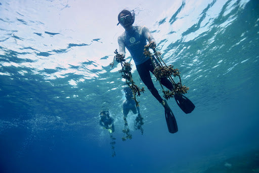 Subscribe to Plant Coral Seatrees in Bali