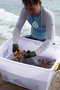 Subscribe to Plant Coral Seatrees in Bali