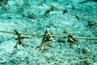 Subscribe to Plant Coral Seatrees in Bali