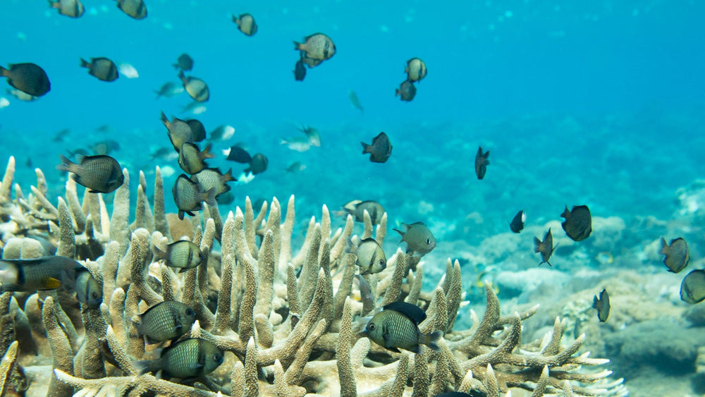 Subscribe to Plant Coral Seatrees in Bali