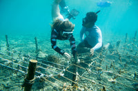 Subscribe to Plant Coral Seatrees in Bali