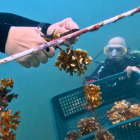 Subscribe to Plant Coral Seatrees in Costa Rica