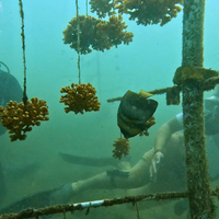 Subscribe to Plant Coral Seatrees in Costa Rica