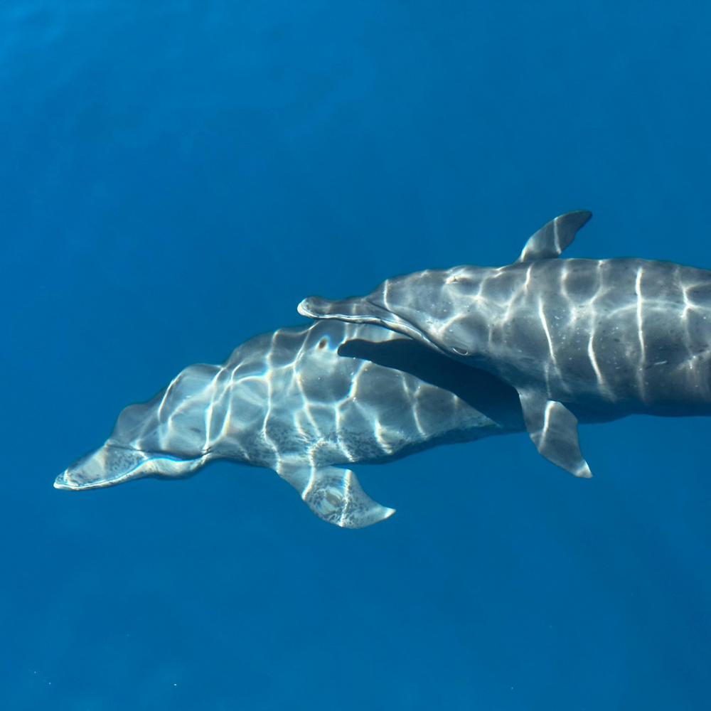 Subscribe to Plant Coral Seatrees in Costa Rica