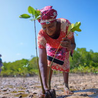 Seatrees Plus Climate