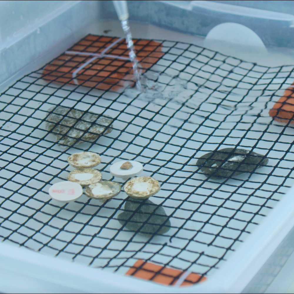 Subscribe to Plant Coral Seatrees in Costa Rica