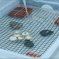 Subscribe to Plant Coral Seatrees in Costa Rica