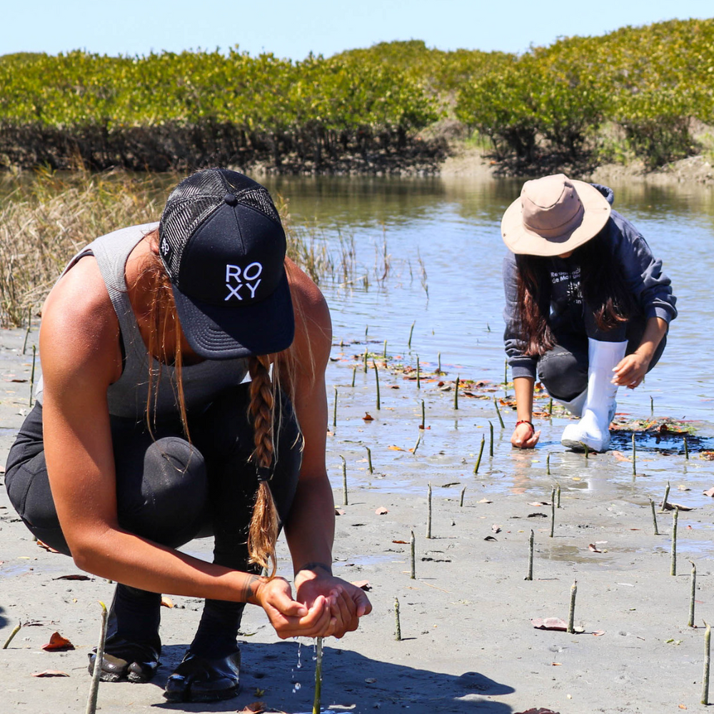 Plant Mangroves in Baja